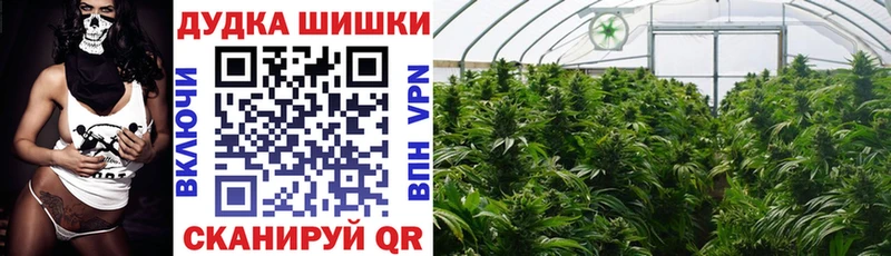 Конопля гибрид  Белоярский 